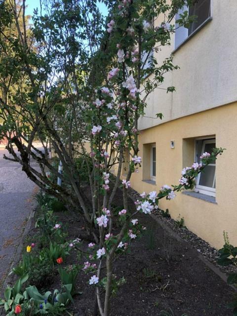Feriendorf Waldfrieden ズール エクステリア 写真
